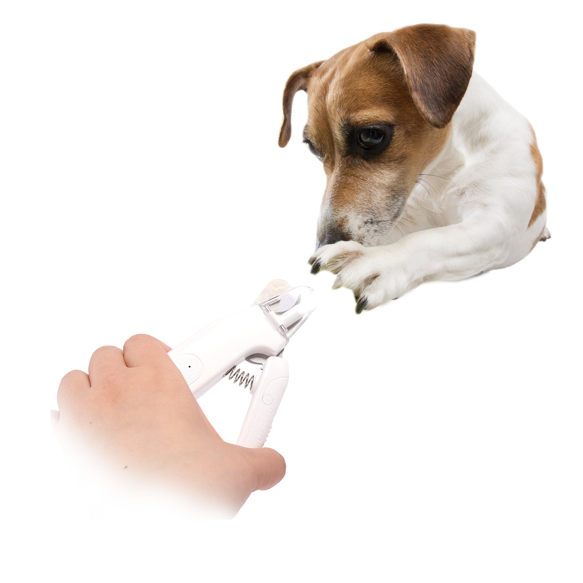 Dog looking at a tube held by a person on a white background