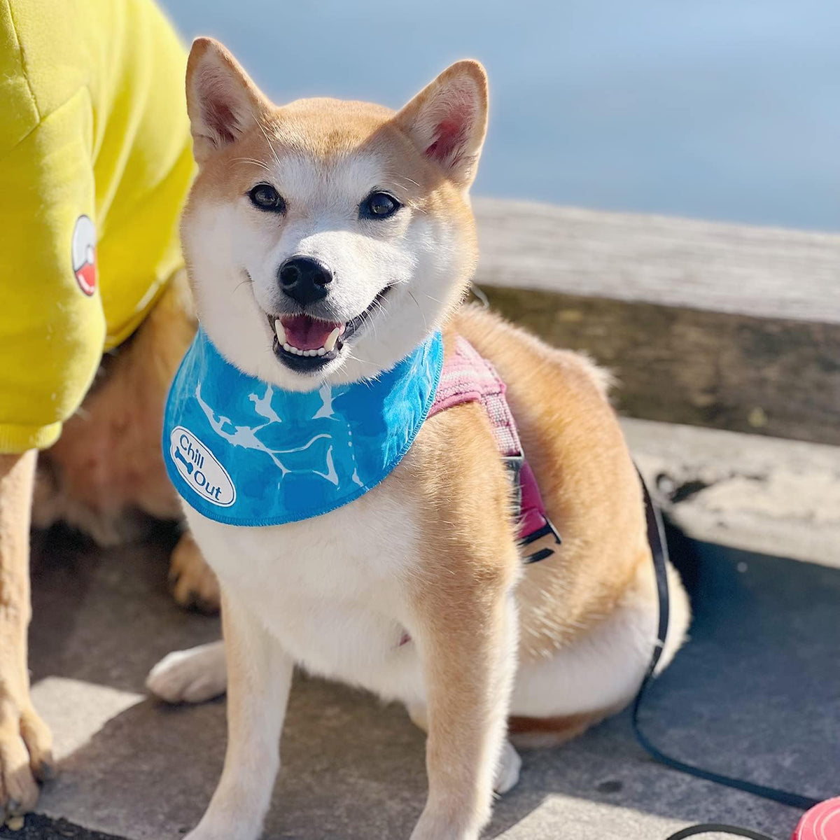Chill-Out Bandana